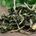 (灵香草)正宗广西零陵香灵草粉熏草香草排草钓鱼香料卤料