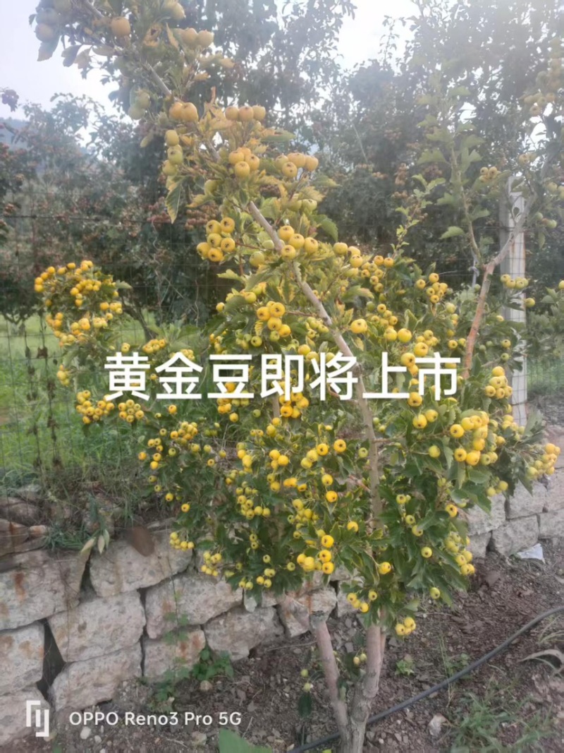 黄山楂