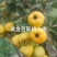 黄山楂