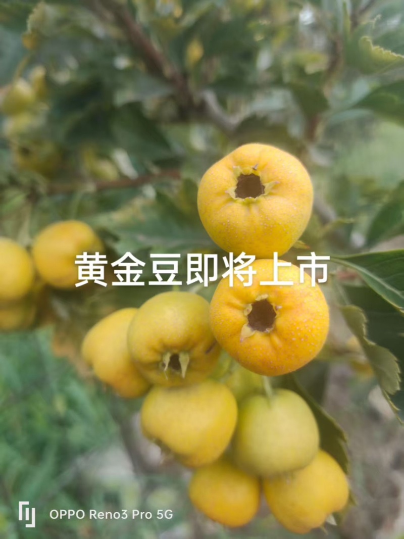黄山楂