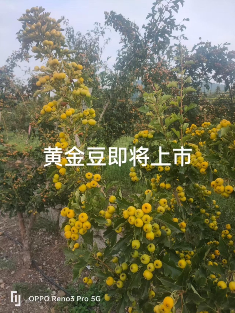 黄山楂