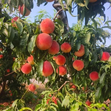 秋彤离核蜜桃