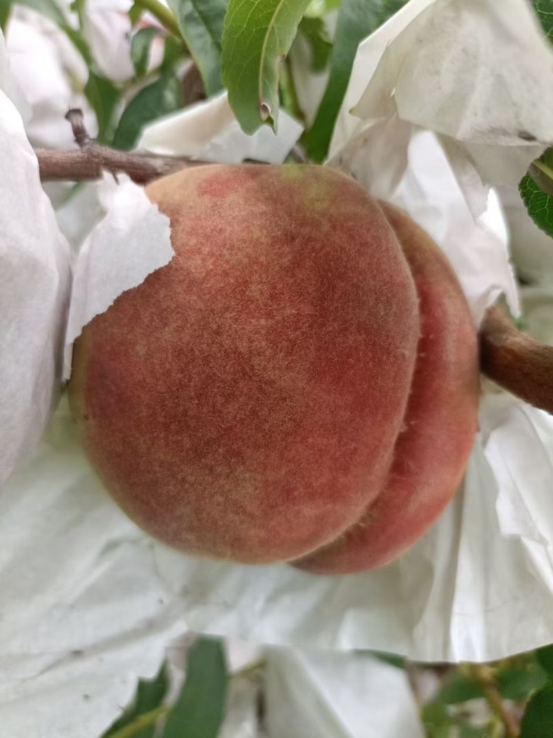 山东秋彤离核蜜桃大量有货，口感脆甜，质优价廉，欢迎来电