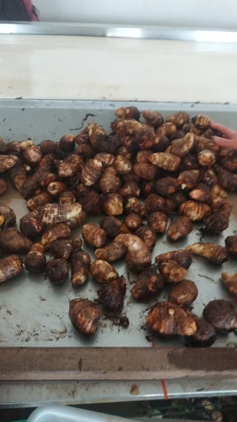 山东莒县毛芋头牛奶纯白香味毛芋头产地直供，货源充足