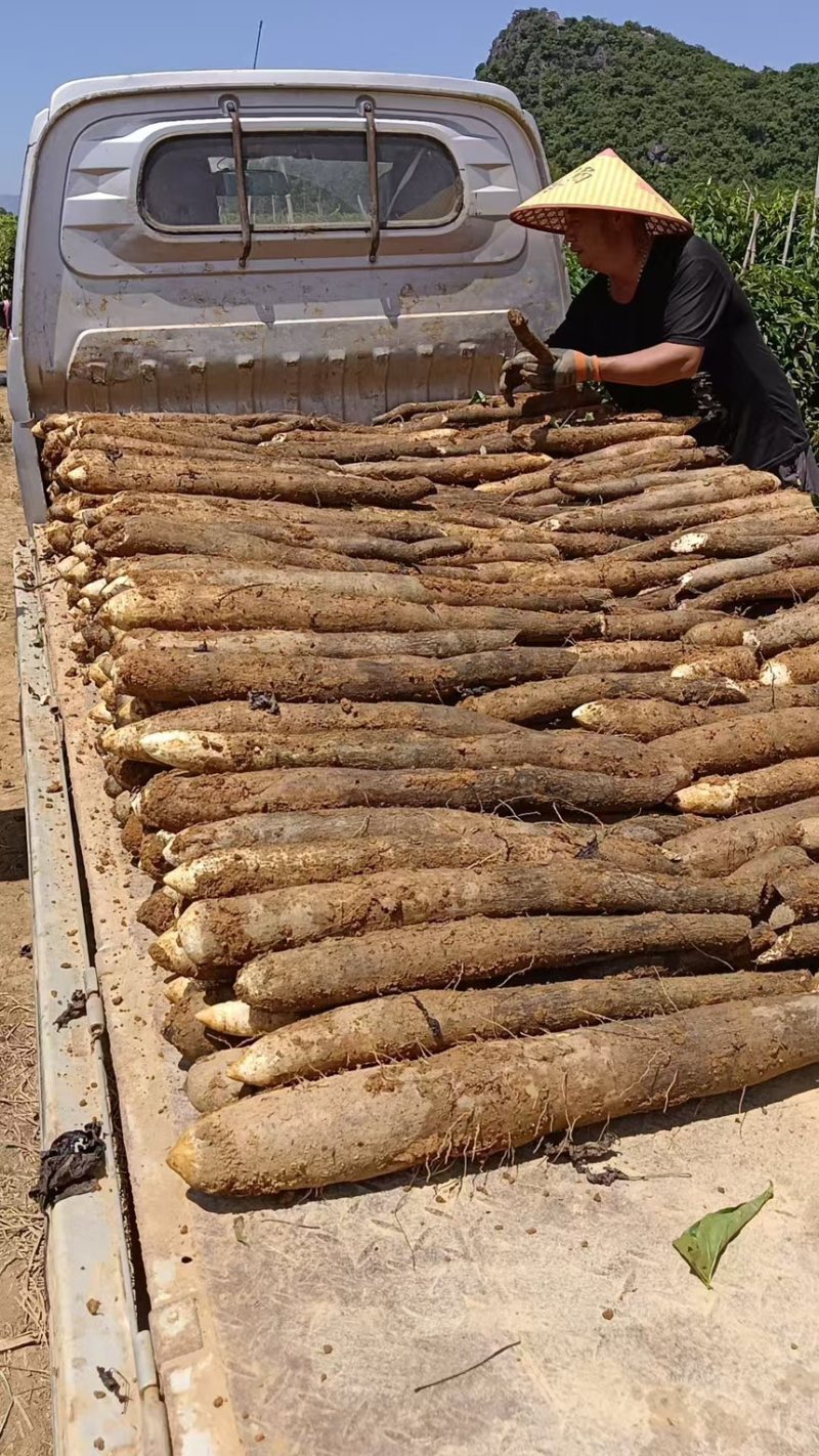 广西精品淮山药产地直发一手货源质量保证全国发货