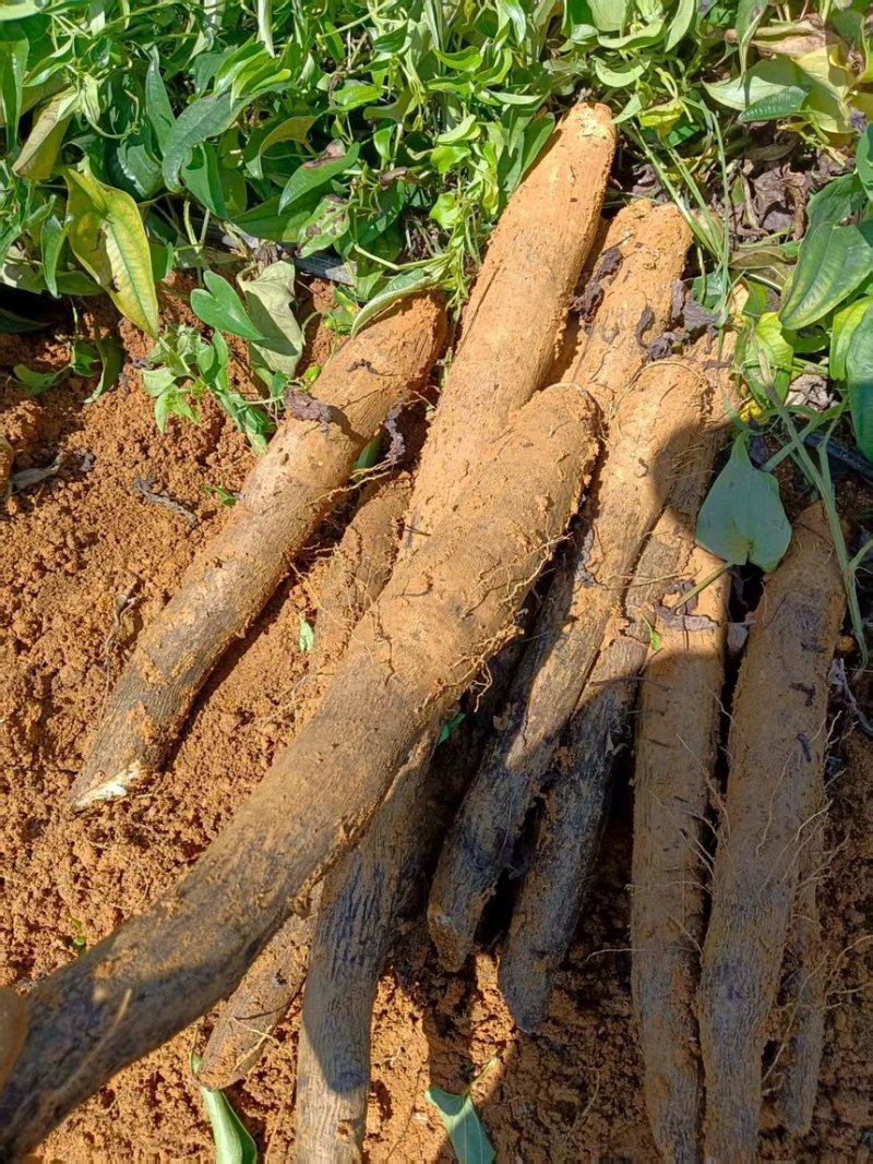 广西精品淮山药产地直发一手货源质量保证全国发货