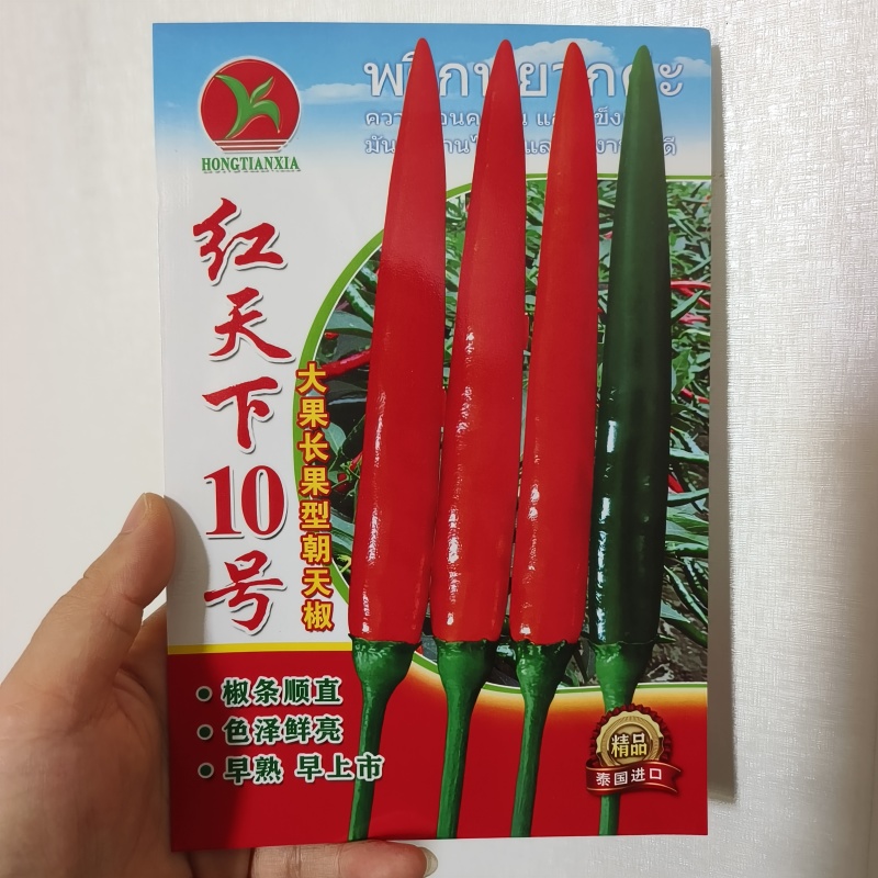 长把大果朝天椒红天下10号朝天椒种子早熟高产青红两用辣椒