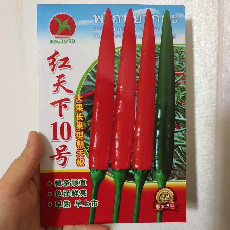 长把大果朝天椒红天下10号朝天椒种子早熟高产青红两用辣椒