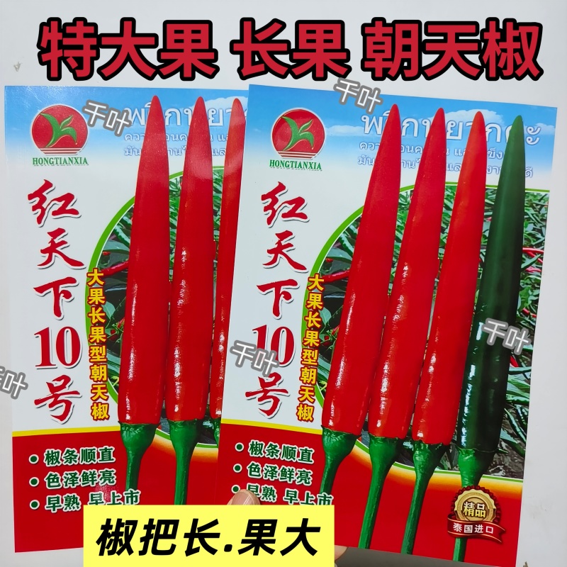 长把大果朝天椒红天下10号朝天椒种子早熟高产青红两用辣椒