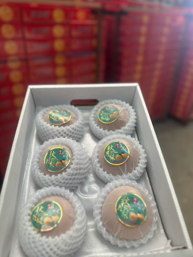 山东秋月梨