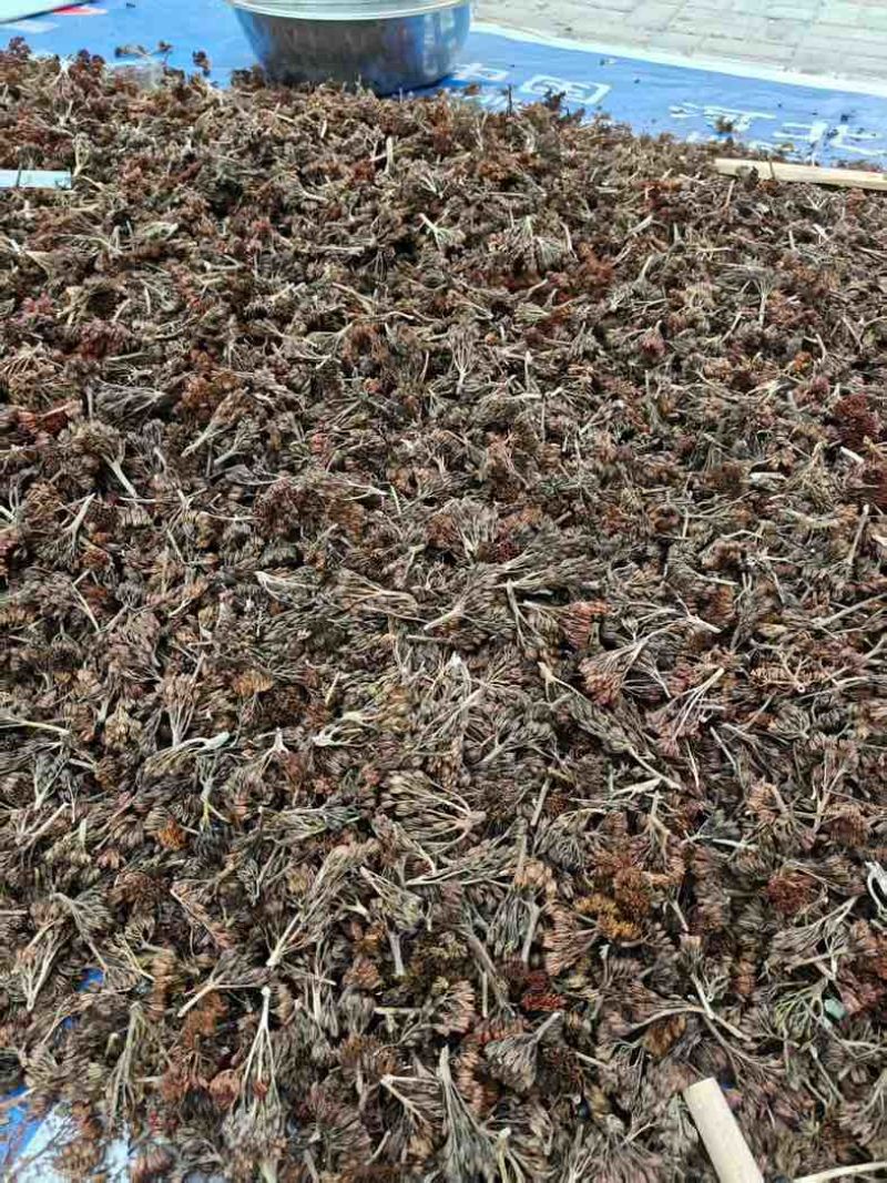 红景天种子成活率高提供技术量大优惠欢迎☎️联系