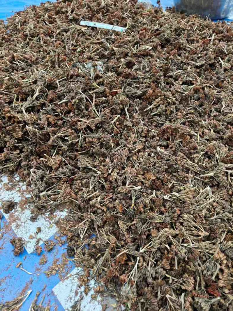 红景天种子成活率高提供技术量大优惠欢迎☎️联系