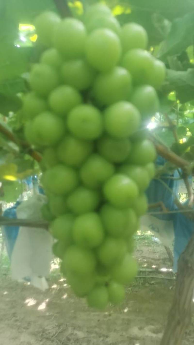 虞城阳光玫瑰葡萄，新鲜甜美，颗颗饱满，健康绿色果园直供！