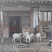活羊
