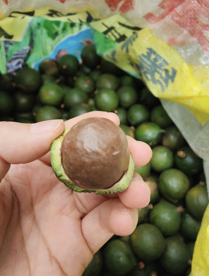 新鲜夏威夷果坚果