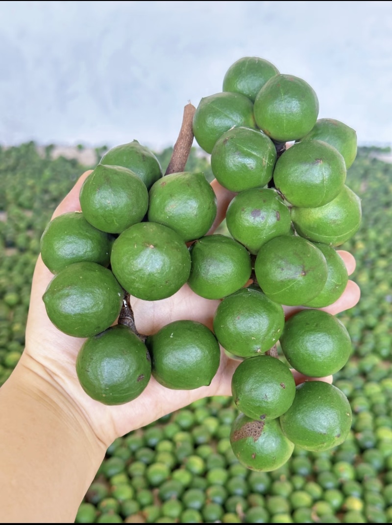 新鲜夏威夷果坚果