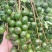 新鲜夏威夷果坚果