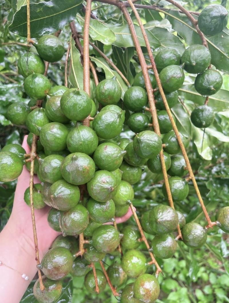 新鲜夏威夷果坚果
