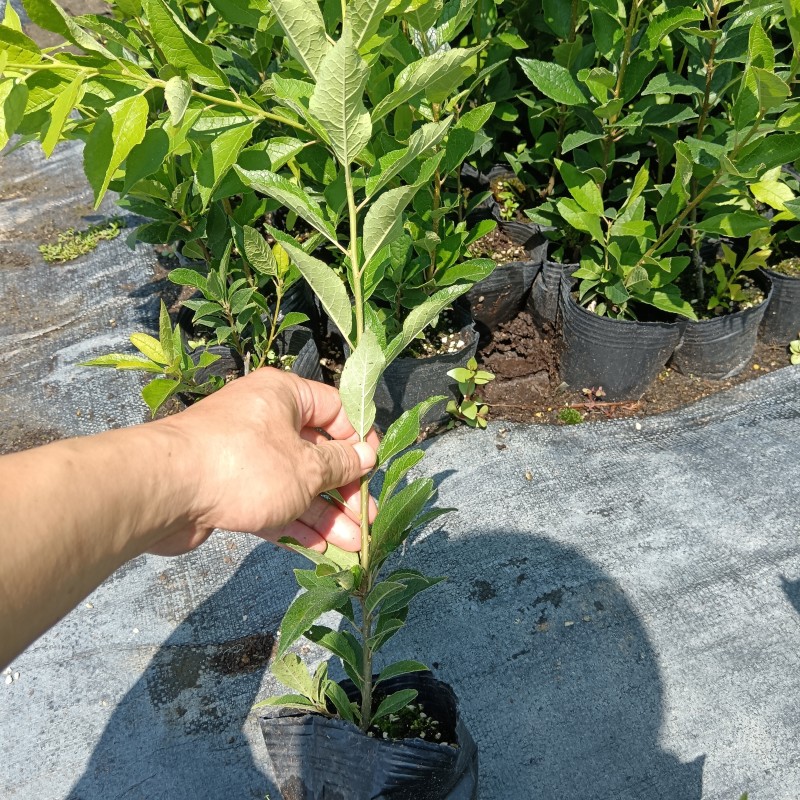 北美冬青两年青扦插杯苗价格冬红奥斯特盆栽地栽年宵花出售