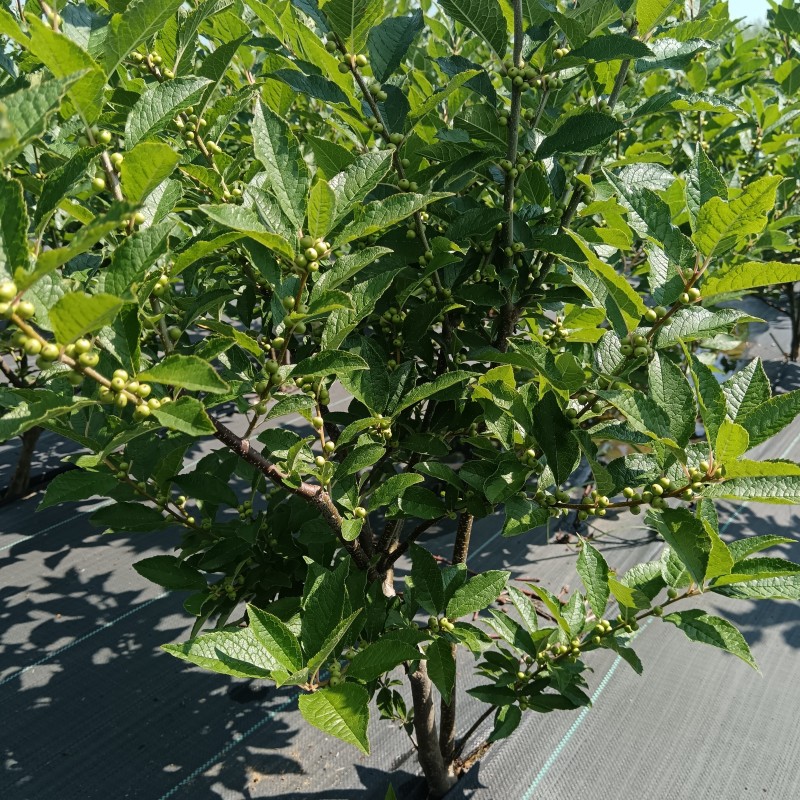 北美冬青两年青扦插杯苗价格冬红奥斯特盆栽地栽年宵花出售