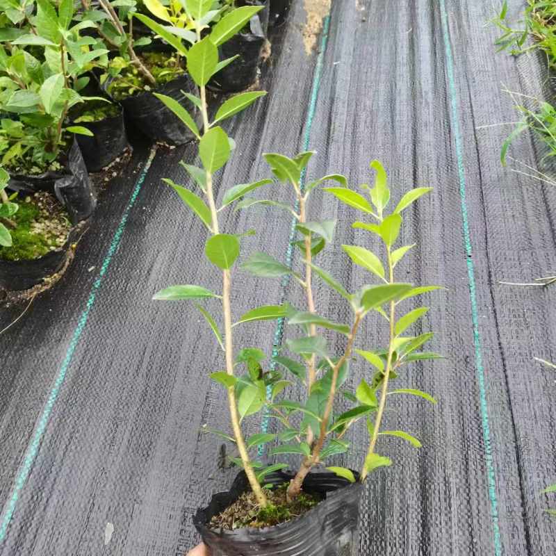 北美冬青两年青扦插杯苗价格冬红奥斯特盆栽地栽年宵花出售