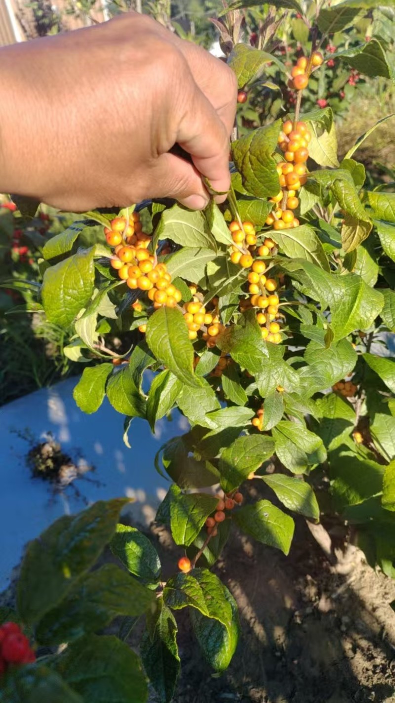 北美冬青两年青扦插杯苗价格冬红奥斯特盆栽地栽年宵花出售