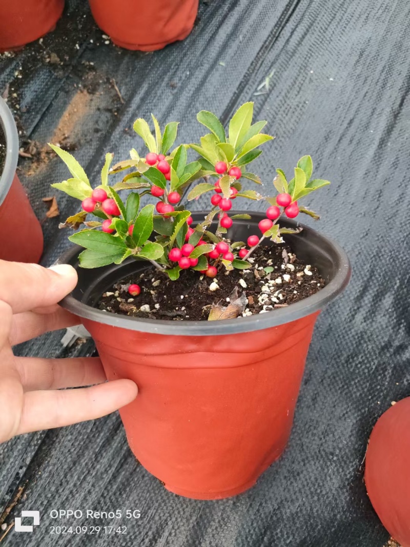 北美冬青两年青扦插杯苗价格冬红奥斯特盆栽地栽年宵花出售