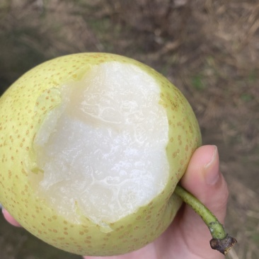 自家皇冠
