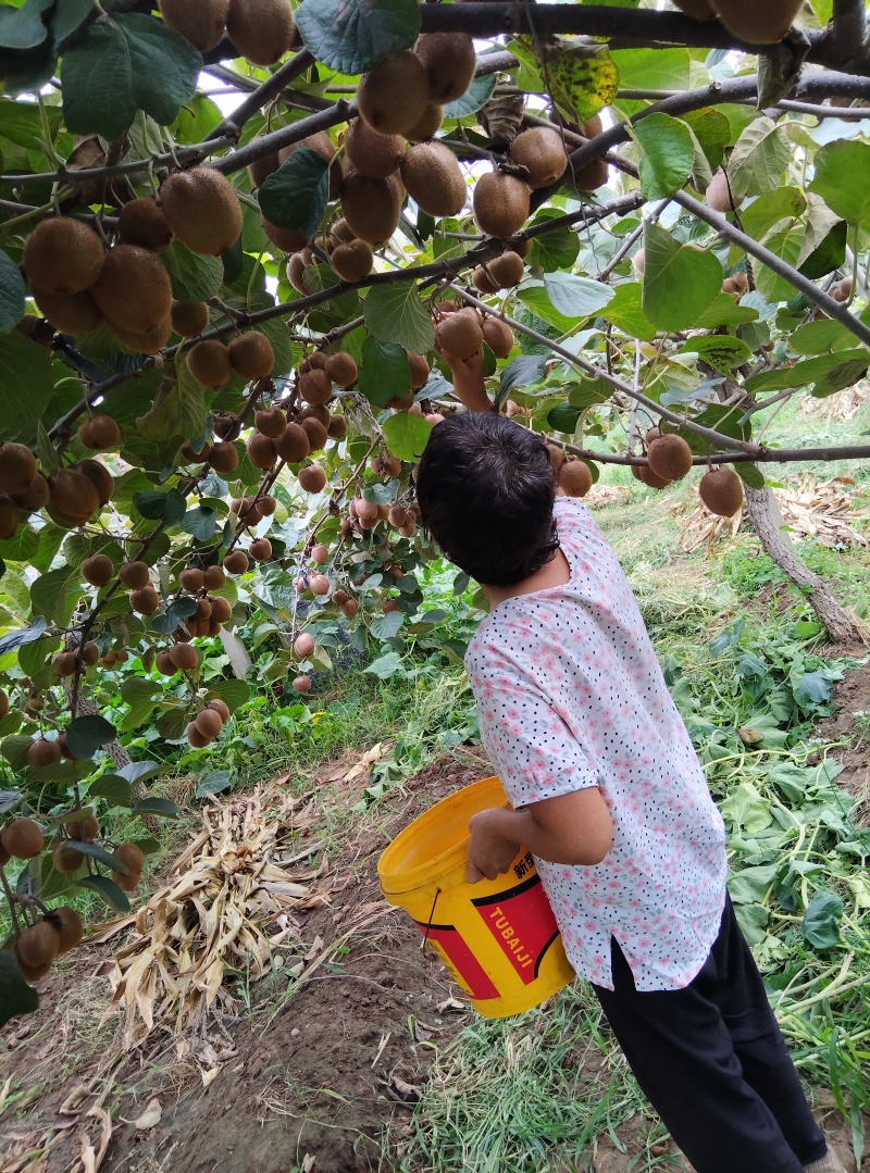 陕西猕猴桃基地批发
