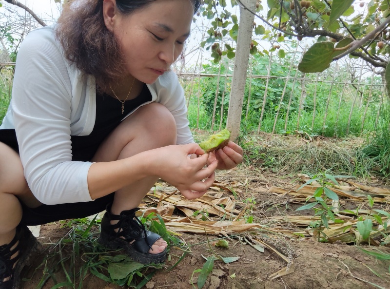 陕西猕猴桃基地批发
