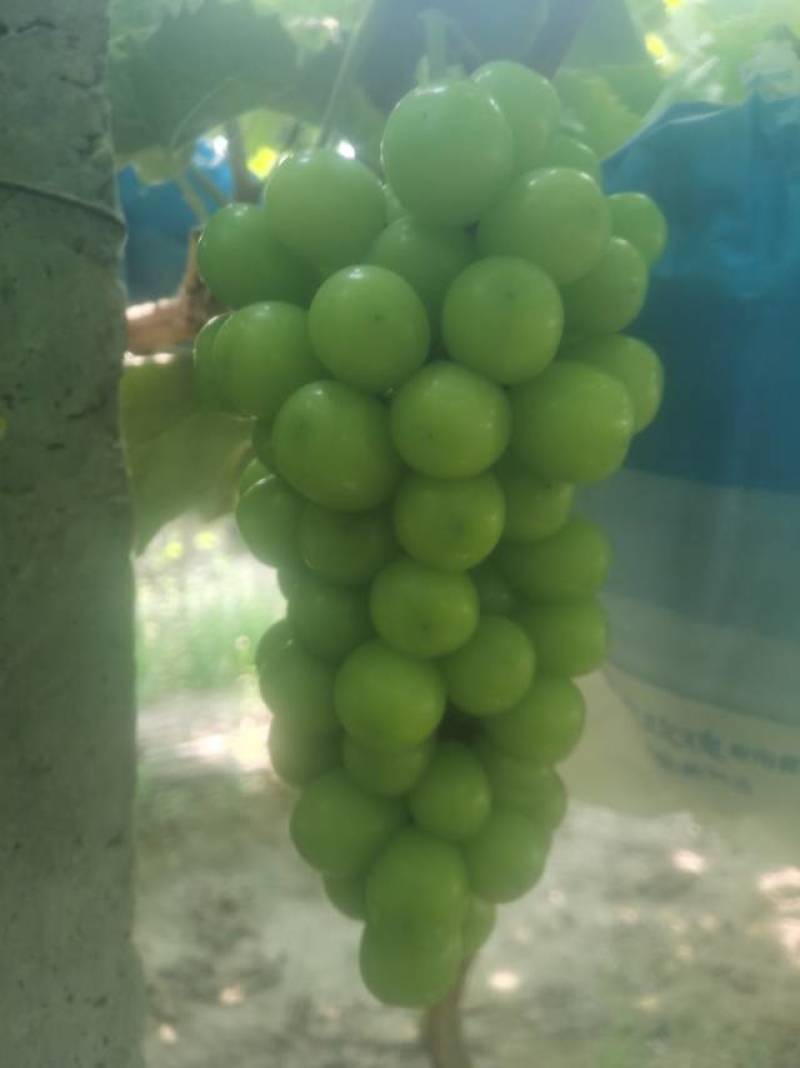 虞城阳光玫瑰葡萄，新鲜甜美，颗颗饱满，健康绿色果园直供！