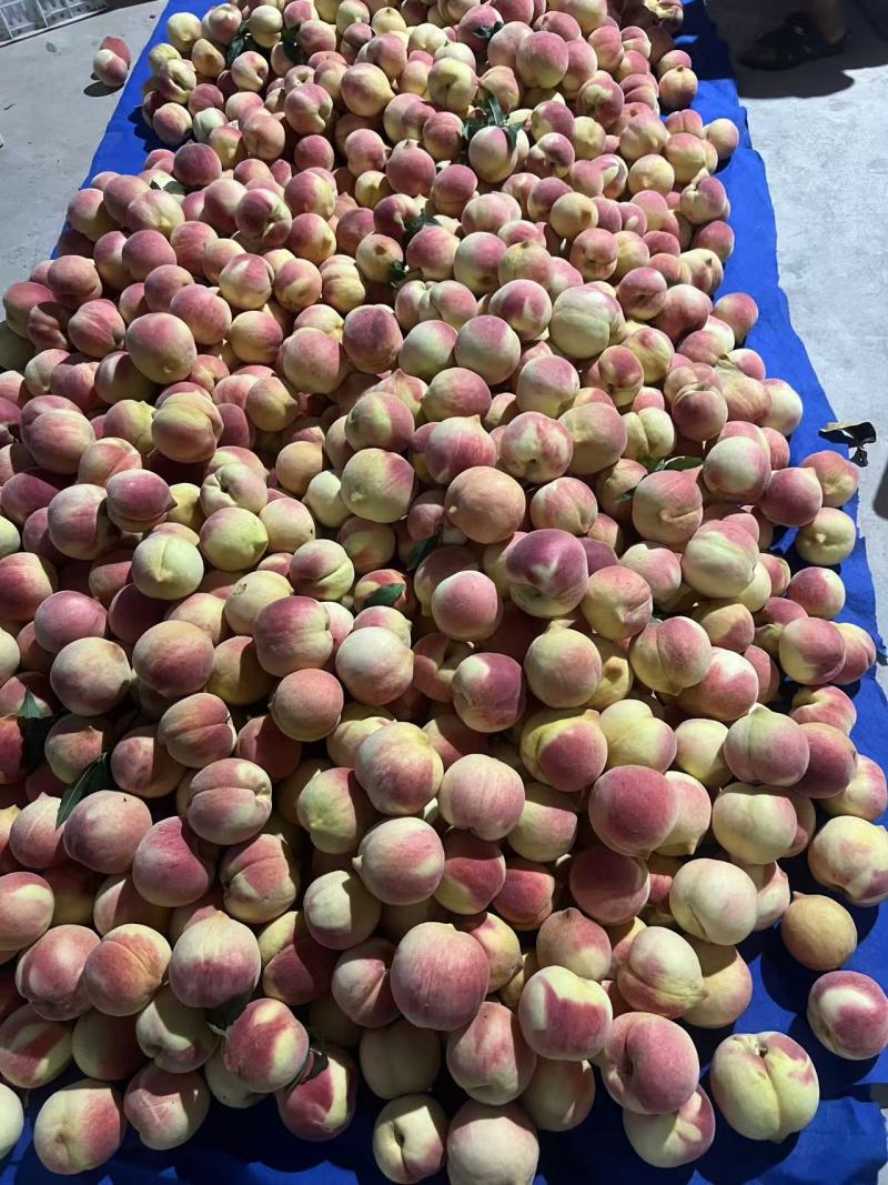红毛桃朋先系列中秋惠蜜新世纪晚世纪品种齐全蒙阴桃
