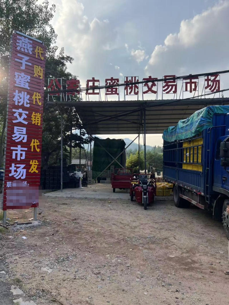 红毛桃朋先系列中秋惠蜜新世纪晚世纪品种齐全蒙阴桃