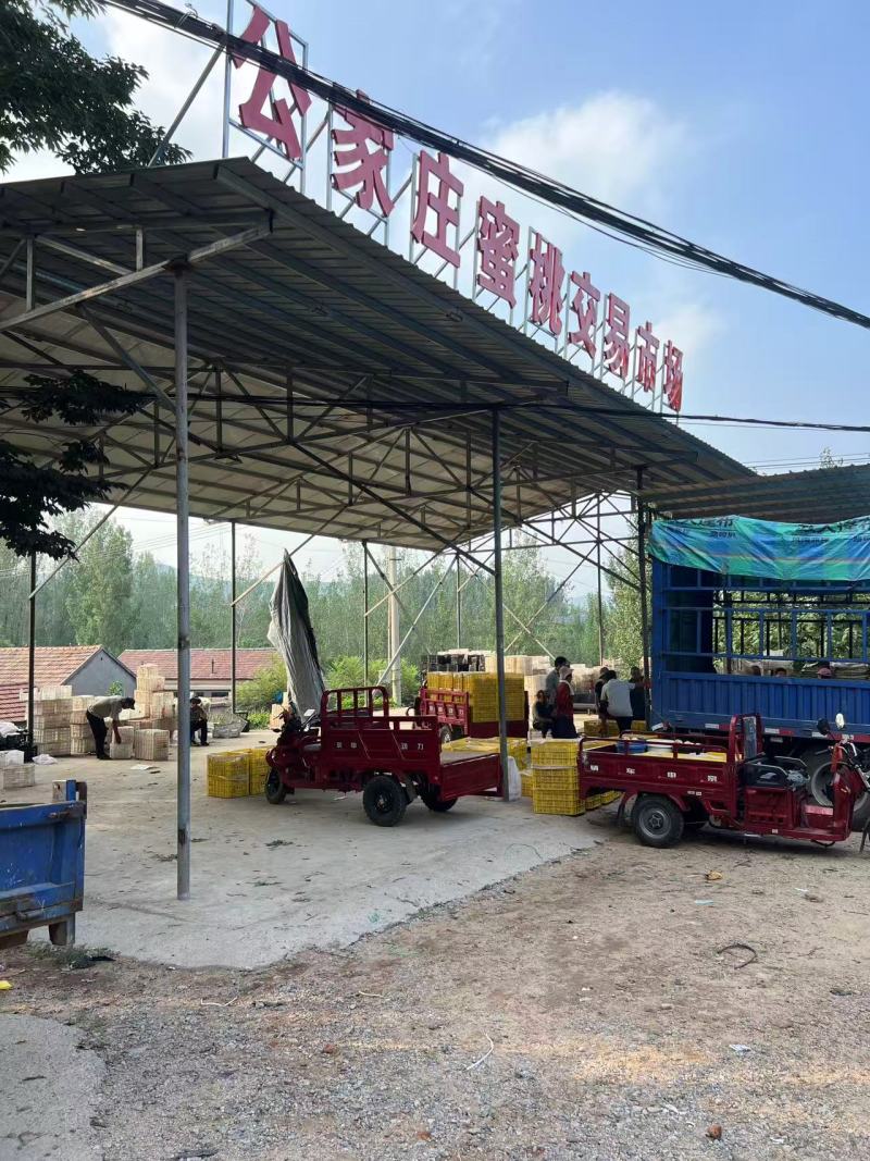 红毛桃朋先系列中秋惠蜜新世纪晚世纪品种齐全蒙阴桃