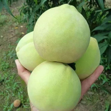江苏金秋红蜜清甜可口量大从优价格美丽质量好走货快欢迎询价