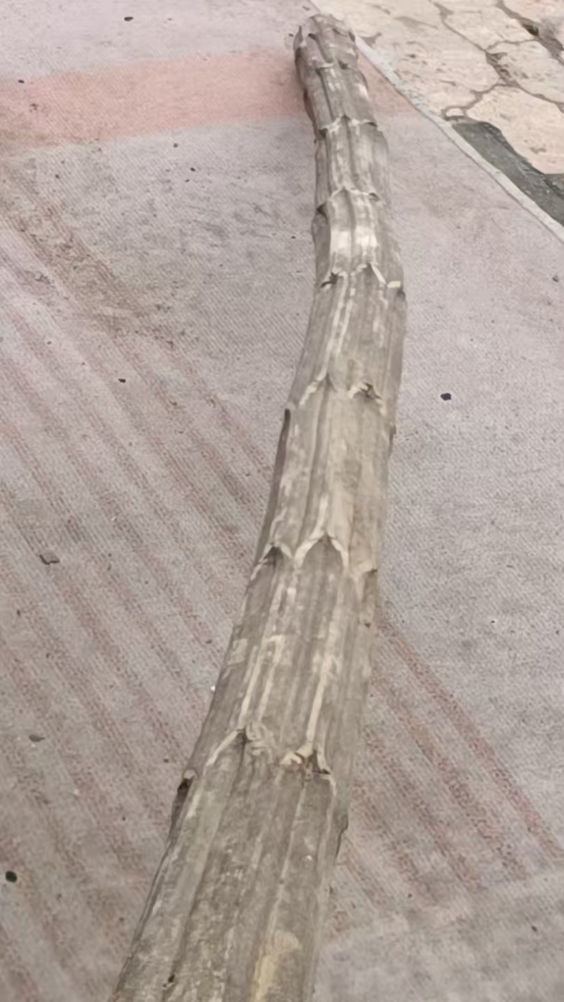 六道木可深加工规格齐全欢迎☎️联系量大优惠