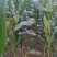 水果玉米，鲜玉米，甜玉米，山西沁水县新鲜未采摘