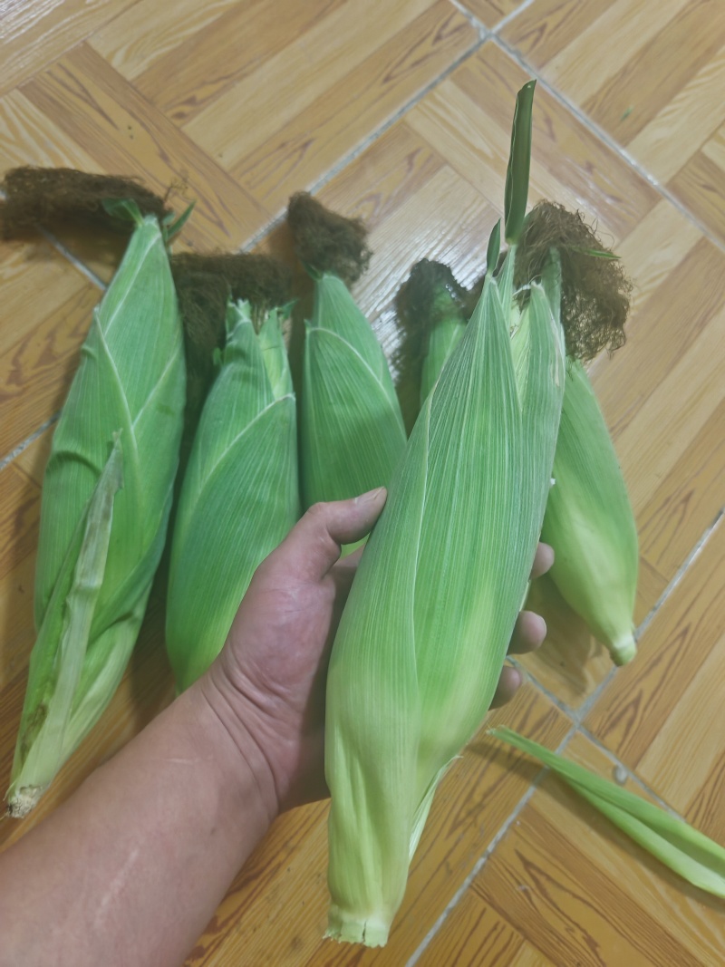水果玉米，鲜玉米，甜玉米，山西沁水县新鲜未采摘