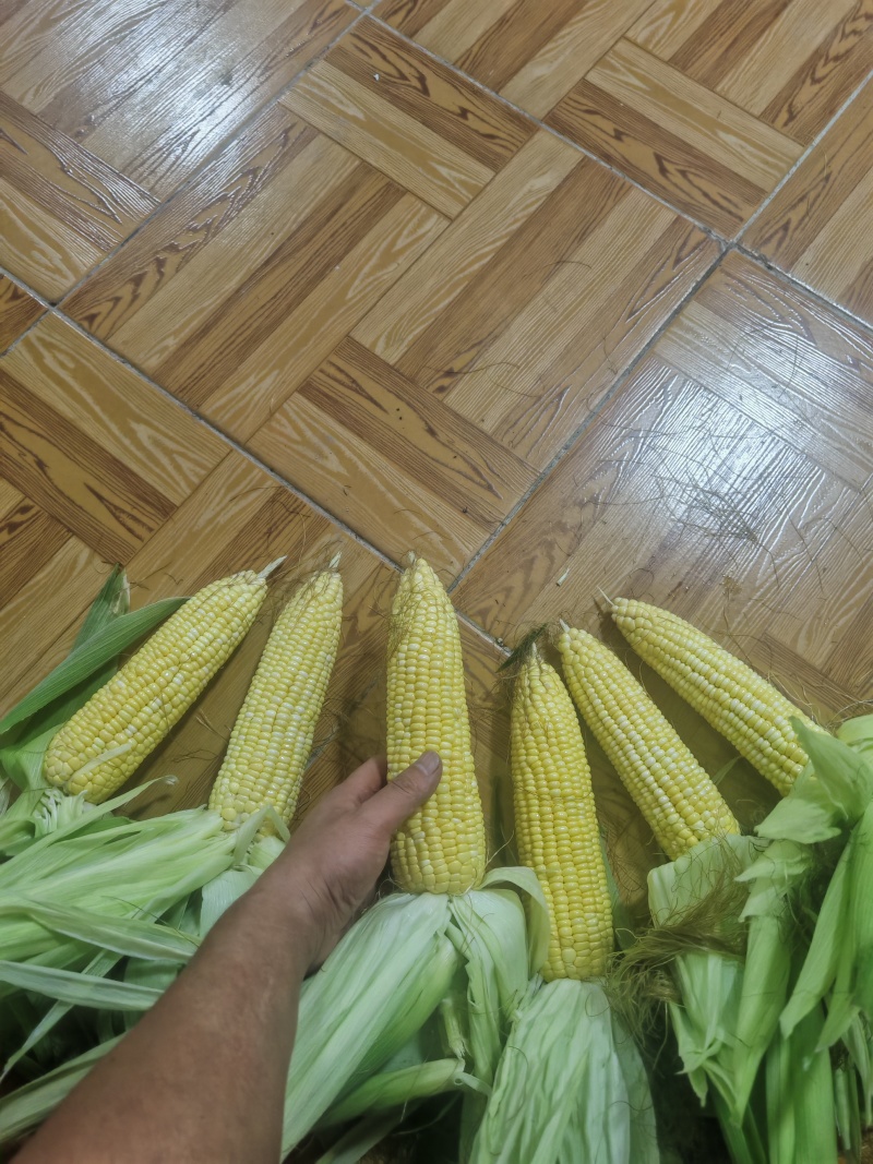 水果玉米，鲜玉米，甜玉米，山西沁水县新鲜未采摘