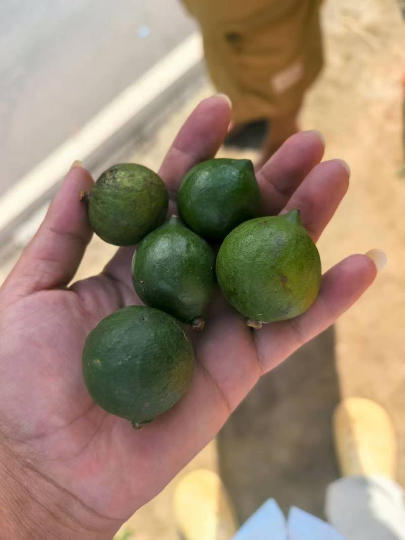 新鲜采摘夏威夷果场地直发大量现货供应