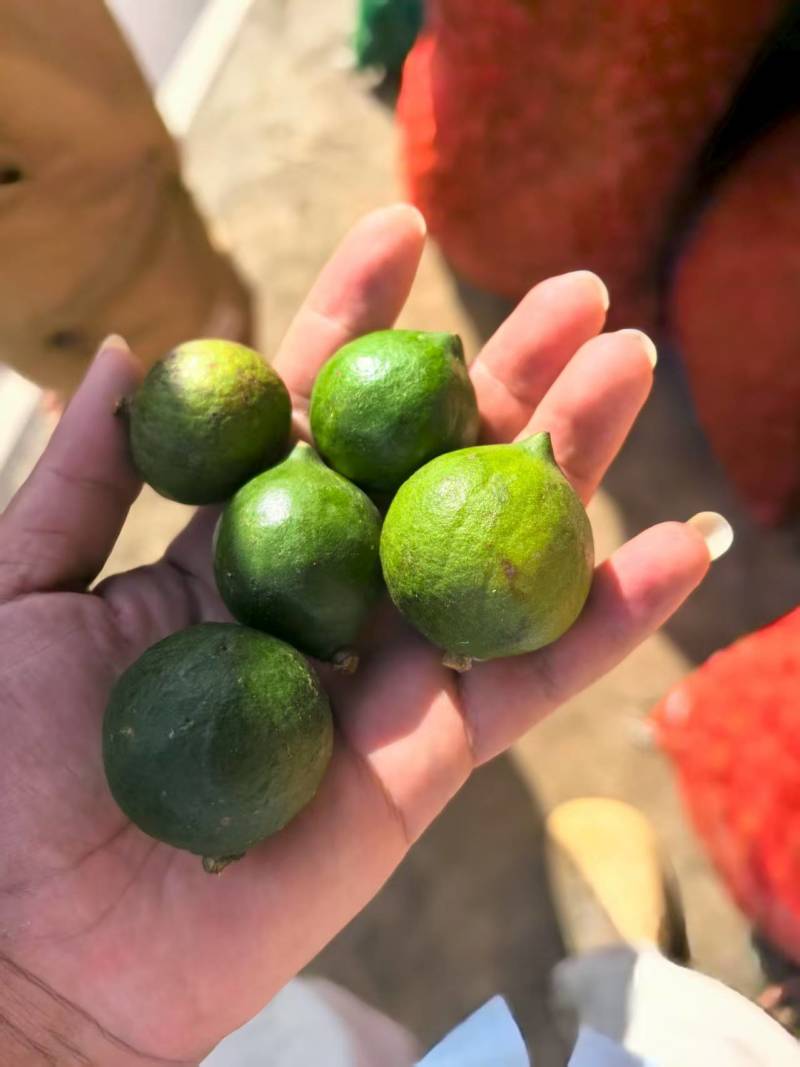 新鲜采摘夏威夷果场地直发大量现货供应
