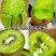 周至猕猴桃发源地自家果园现摘现发，翠香🥝超值水果，
