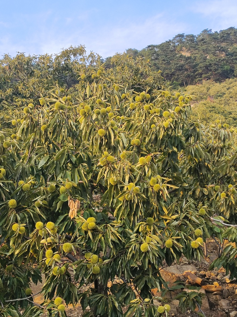 板栗生新鲜沂蒙山黄心油栗2025年新货孕妇当季深山生毛栗子