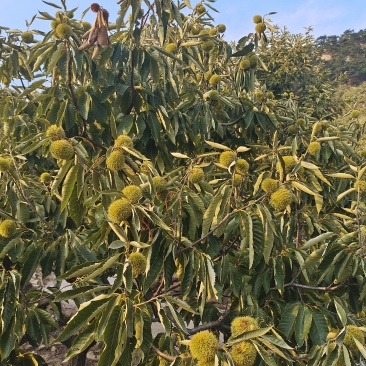 板栗生新鲜沂蒙山黄心油栗2025年新货孕妇当季深山生毛栗子