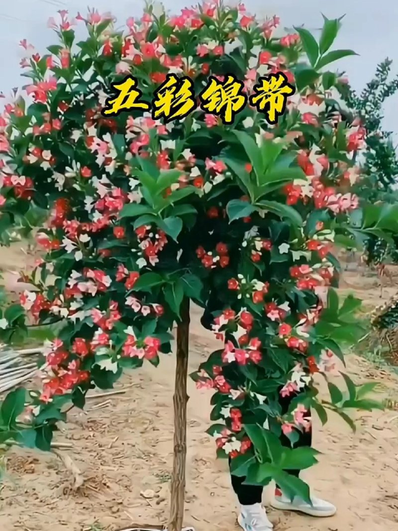锦带五彩锦带红花王子锦带根系发达成活率高