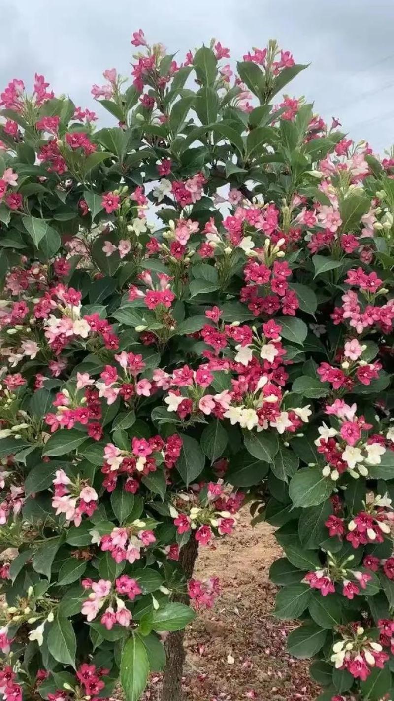锦带五彩锦带红花王子锦带根系发达成活率高