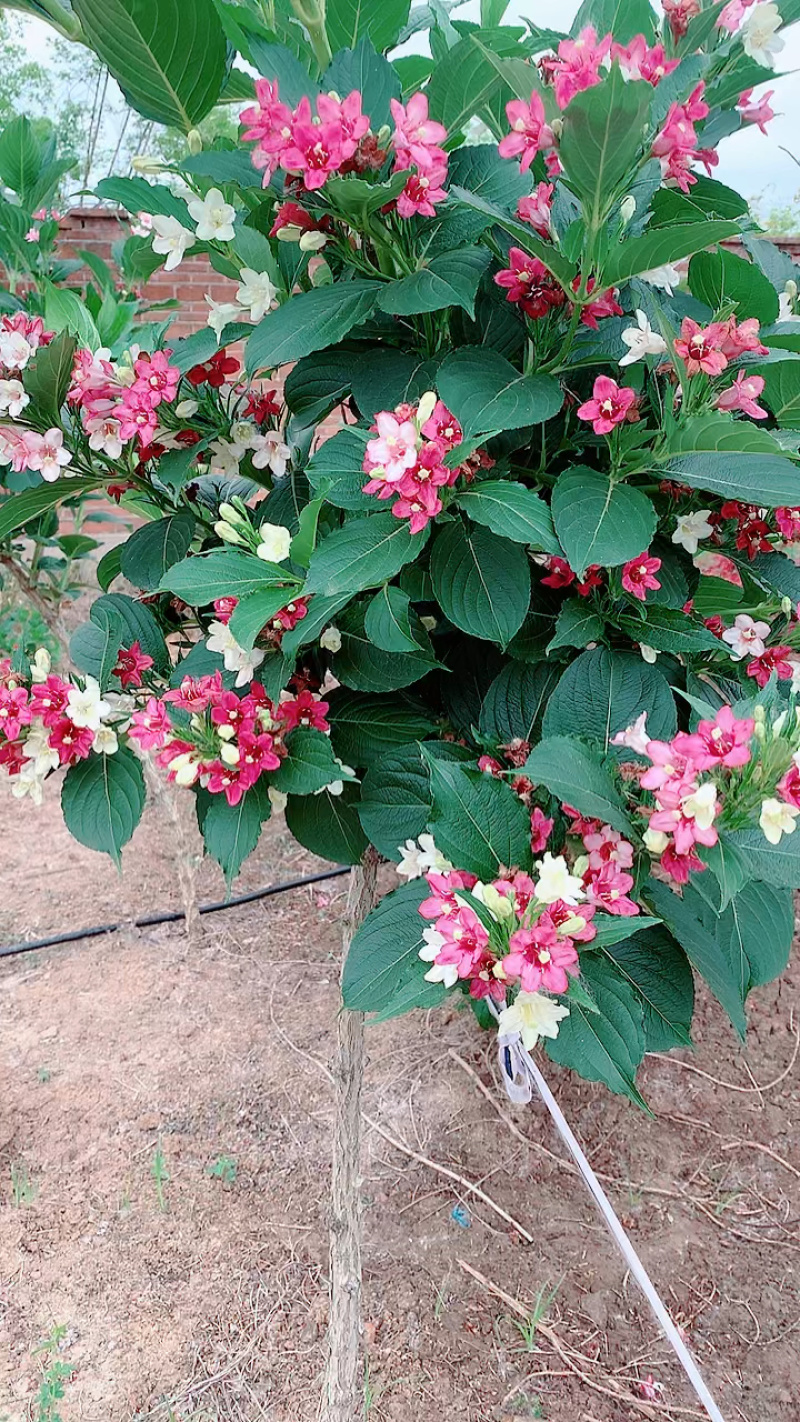 锦带五彩锦带红花王子锦带根系发达成活率高