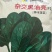 杂交黑油亮耐寒菠菜种子耐抽薹半圆黑叶厚菠菜高产