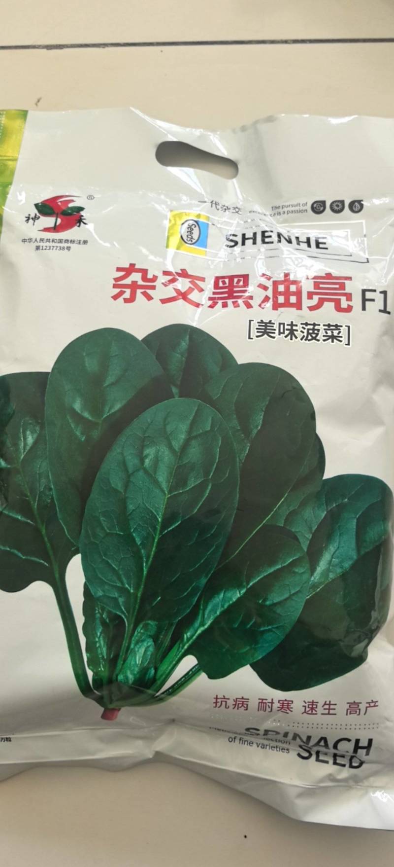 杂交黑油亮耐寒菠菜种子耐抽薹半圆黑叶厚菠菜高产