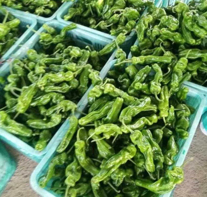 【实力推荐】芜湖椒山西大同产地直销量大从优可对接市场